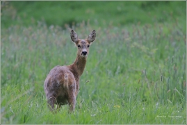 <p>SRNEC OBECNÝ (Capreolus capreolus) Šluknovsko - Království /European roe deer - Reh/</p>
